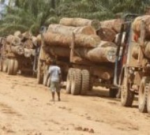Casamance: Un camion de trafiquants de bois arrêté à Bounkiling près de la gendarmerie