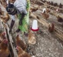 Gambie: Cas de grippe aviaire H5N1 confirmé