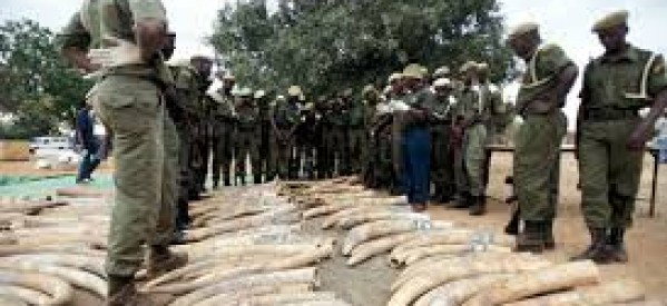 Afrique de l’Ouest : Trafic de défenses de milliers d’éléphants démantelé au Togo