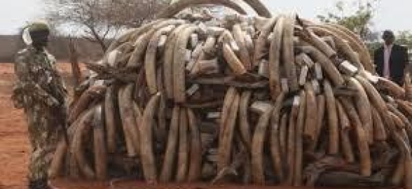Chine / Afrique: Hong Kong décide interdire le commerce de l’ivoire