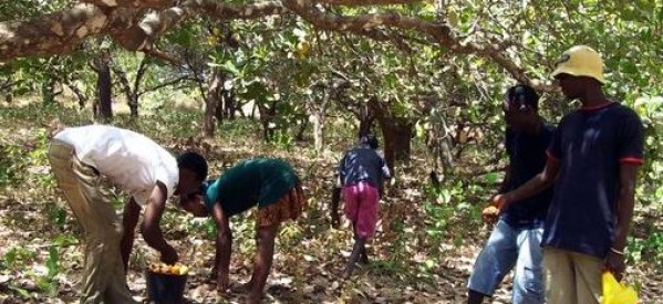 Guinée Bissau: Le kilogramme de cajou à 500 Francs CFA