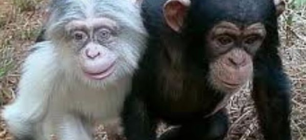 Etats-Unis: les chimpanzés sont-ils légalement des personnes’