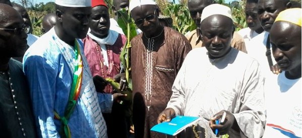 Casamance: Le village de Django a abrité la première édition de la journée de lancement de la maïsiculture