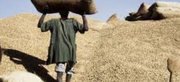 Casamance: La campagne arachidière tarde à démarrer