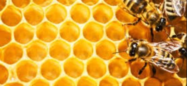 Nature: Les abeilles savent compter et reconnaître un visage humain