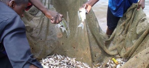 Afrique de l’Est: moins de poissons dans le lac Tanganyika pour cause de réchauffement climatique