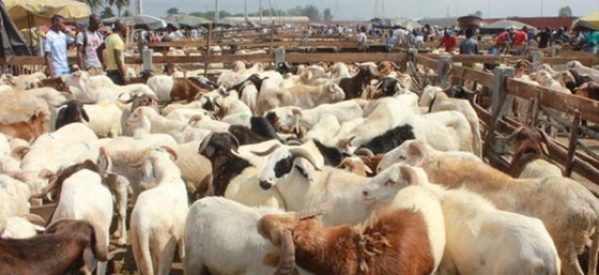 Casamance: Tabaski 2016, Le prix des moutons grimpe et fait peur à Ziguinchor