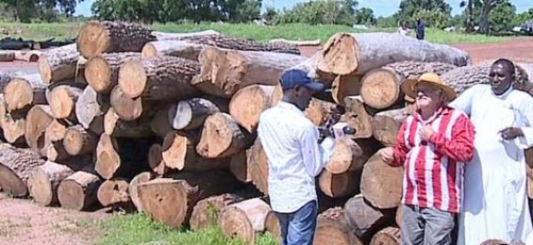 Casamance: Les populations du Fouladou s’organisent contre l’injustice et la déforestation