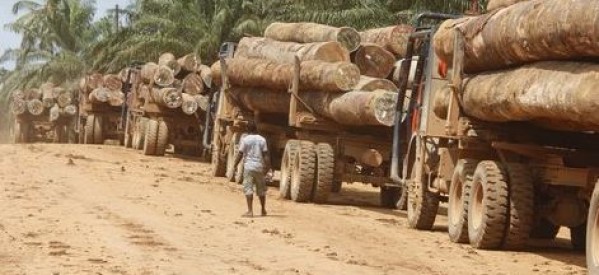 Casamance: le trafic du bois continue avec la complicité des présidents Adama Barrow de Gambie et Macky Sall du Sénégal