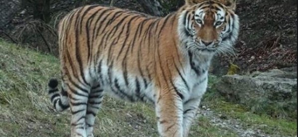 Etats-Unis: Un tigre testé positif au CONVID-19 à New York