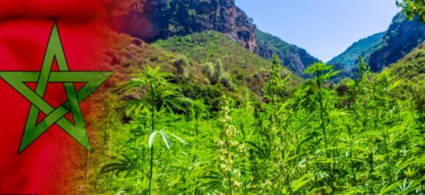 Maroc : le royaume chérifien approuve la loi sur la légalisation du cannabis