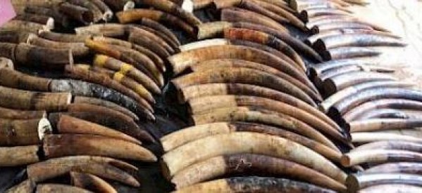 Vietnam / Afrique : Saisie de 600 kg d’ivoire d’éléphants africains