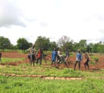 Casamance: Les paysans du Fogny réclament les impayés de la campagne agricole écoulée.
