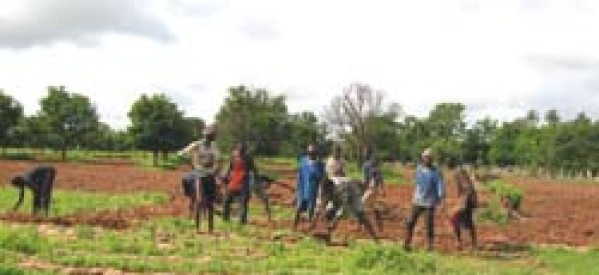 Casamance : Colère des agriculteurs et planteurs du village de Kantène