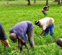 Casamance: Attente d’une augmentation de production de riz