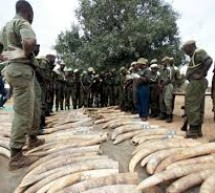 Afrique de l’Ouest : Trafic de défenses de milliers d’éléphants démantelé au Togo
