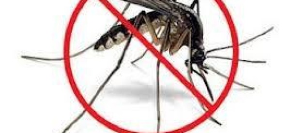 Sénégal: le Virus du dengue envahit le nord du pays