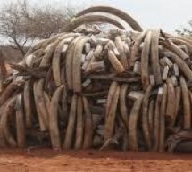 Chine / Afrique: Hong Kong décide interdire le commerce de l’ivoire