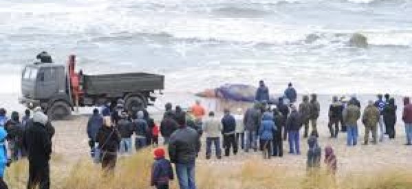 Nouvelle-Calédonie: des baleines rares s’échouent sur une plage