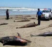 Un millier de dauphins morts sur la côte atlantique