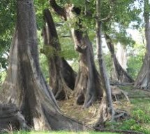 Casamance: le trafic du bois par les autorités sénégalaises continue
