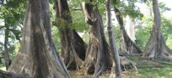 Communiqué: Les autorités administratives de Ziguinchor sont responsables du massacre des coupeurs de bois dans la forêt du Bayotte