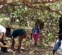 Guinée-Bissau: La Chambre Agricole Lusophone (CAL) pour la relance du commerce des noix de cajou et de sésame
