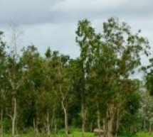 Casamance : Un comité de villageois du Fouladou dénonce les coupeurs de bois aux responsables du MFDC
