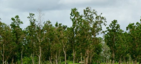 Casamance: Deuxième jour de pilonnage de la forêt de Bissine