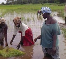 Guinée Bissau: Des techniciens chinois pour augmenter la production du riz