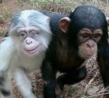 Etats-Unis: les chimpanzés sont-ils légalement des personnes’