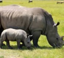 Afrique du Sud : le braconnage des rhinocéros à un rythme « horrifiant »