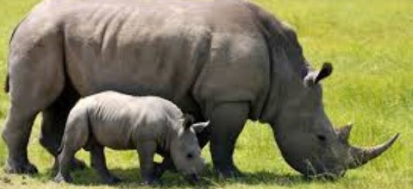 Afrique du Sud : le braconnage des rhinocéros à un rythme « horrifiant »