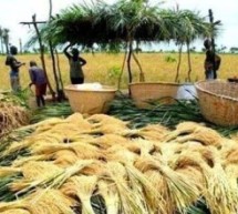 Casamance: les riziculteurs de Ziguinchor s’engagent à contribuer à l’autosuffisance alimentaire