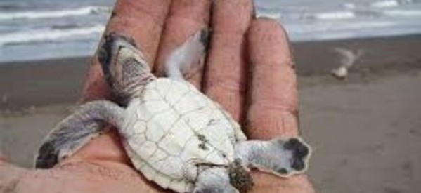 Madagascar / France: Saisie de bébés tortues à l’aéroport de Roissy