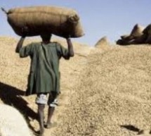 Casamance: La campagne arachidière tarde à démarrer