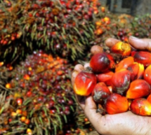 Libéria : Global Witness accuse les sociètés productrices d’huile de palme