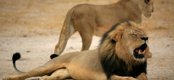 Zimbabwé: PETA, la plus grande association des droits des animaux veut la fin des « crimes » de chasse au trophée