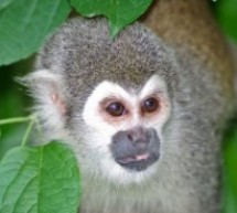 Macédonie: un couple vole un petit singe au zoo pour l’offrir à leur fille