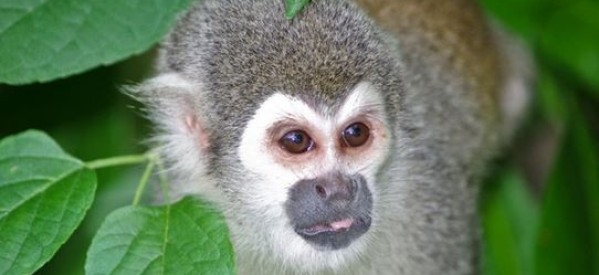 Macédonie: un couple vole un petit singe au zoo pour l’offrir à leur fille