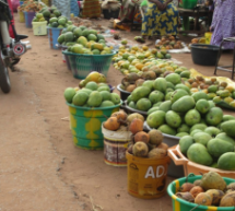 Casamance: La mouche des mangues privent les producteurs de sommeil