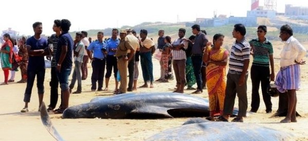 Inde: 45 baleines échouées sur une plage au sud