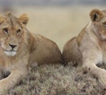 Kenya: deux lionnes s’échappent dans la nature près de la capitale Nairobi