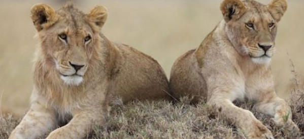 Kenya: deux lionnes s’échappent dans la nature près de la capitale Nairobi