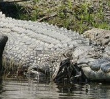 Australie: une femme tuée par un crocodile lors d’une baignade nocturne