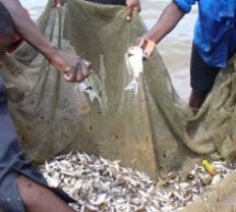 Afrique de l’Est: moins de poissons dans le lac Tanganyika pour cause de réchauffement climatique