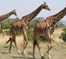 Afrique: Les girafes menacées d’extinction