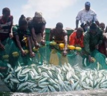Mauritanie: Un millier de pêcheurs sénégalais contraints de quitter le pays