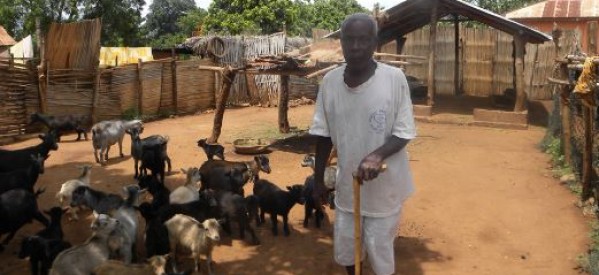 Casamance:  vol de bétails, 25 chèvres disparus dans des villages