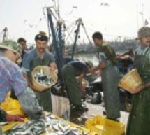 Maroc / Sahara Occidental / Union Européenne : L’accord de pêche UE-Maroc n’est pas applicable au Sahara occidental